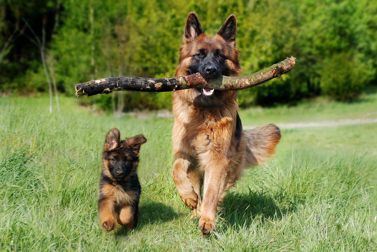 demonstrating beginner mindset with parent dog teaching the puppy to fetch